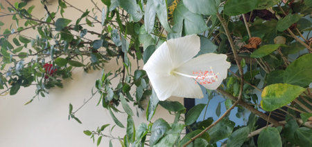 White hibiscus flower blooming in the garden with green leavesの写真素材