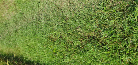 Green grass texture. Green grass background. Green grass texture background.の写真素材