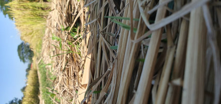 Bamboo fence in the garden. Bamboo fence in the gardenの写真素材