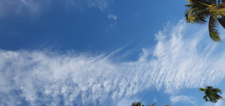 Palm trees against blue sky with white clouds. Panorama.の写真素材