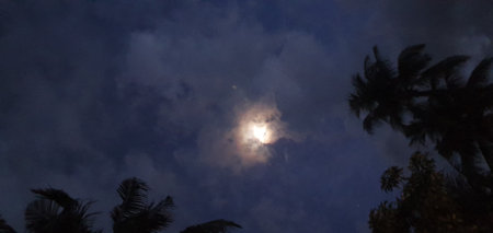 The full moon in the night sky with clouds and palm trees.の写真素材