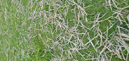 Dry grass on a green meadow. Close-up.