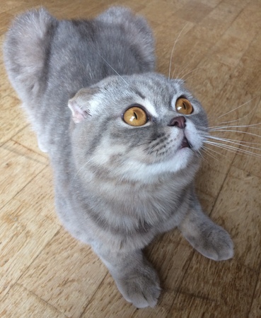 Gray scottish foldの写真素材