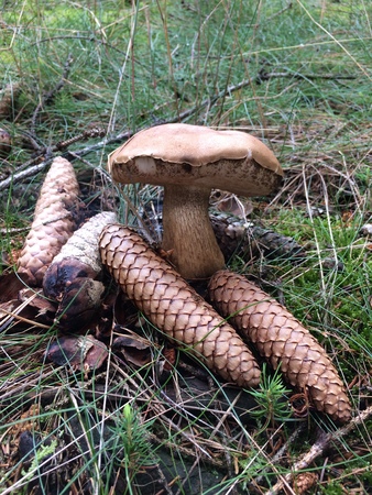 mushrooms in forest - Boletus edulis with Brown conesのeditorial素材