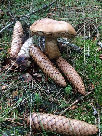 mushrooms in forest - Boletus edulis with Brown conesのeditorial素材