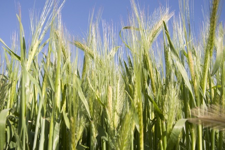 Close shot of wheat planted in a field