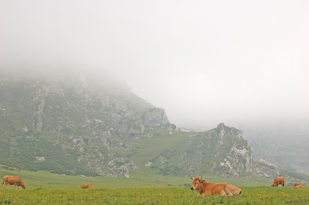 Cows grazing and resting in a meadow の写真素材
