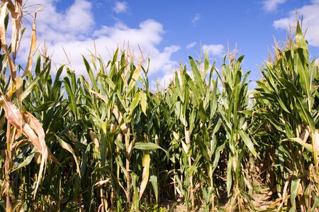 Cornfield next to be harvested at first of Autumn