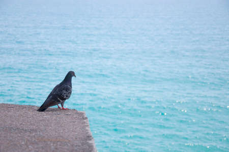Lonely pigeon looking to the Mediterranean seaの写真素材