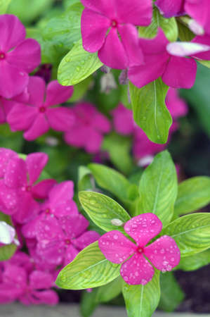 Rain drops over a colorful pink flower