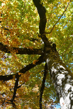 Old beech seen from behind