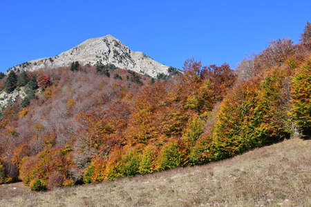Gamueta forest in the Spain's Pyrenees, in the Anso Valleyの写真素材