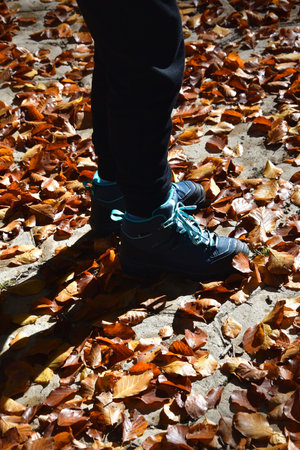 Ground covered by fallen leaves in autumn