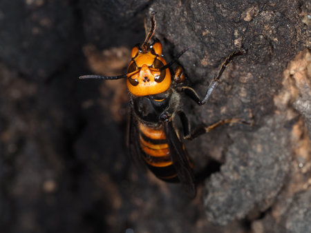 Close up of a hornet on the bark of a tree.の写真素材
