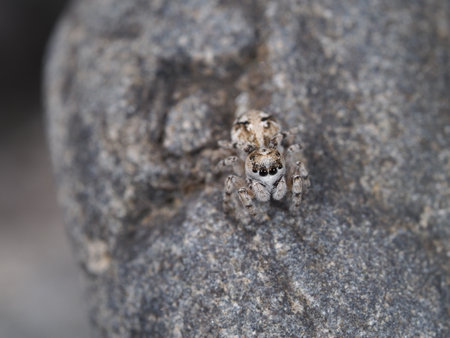 jumping spider on a rock in the wild, close-up