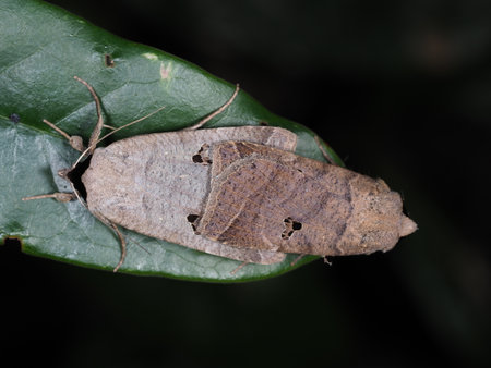 A pair of moth mating on a leaf in the forest.