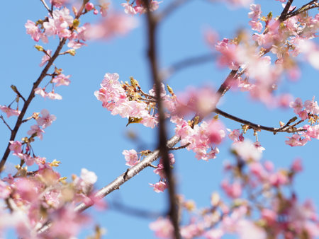 <p>cherry blossoms and white-eye bird</p><p><br></p>の写真素材