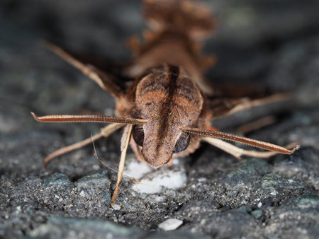A close up of a moth on the ground in the garden.の写真素材