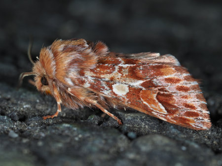 Moth on the ground in nature close-up macroの写真素材