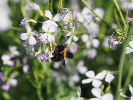 Bumblebee on a flower collects nectar from the flowers.