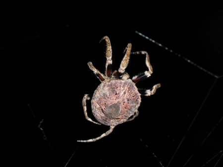 spider on the web isolated on black background closeup macro photoの写真素材