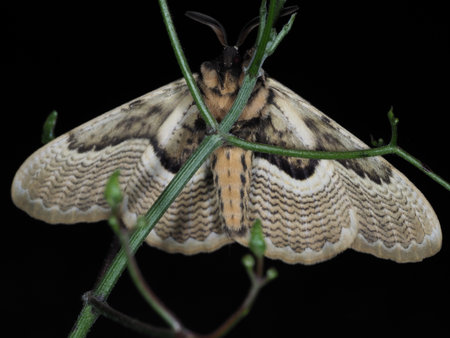 A close up of a moth on a branch with a black background.の写真素材