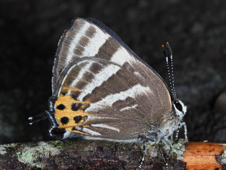 Butterfly on a tree in the forest. macro photography.