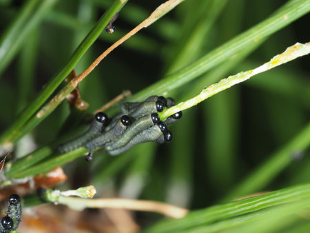 Macro of a caterpillar on a pine branch in the forestの写真素材