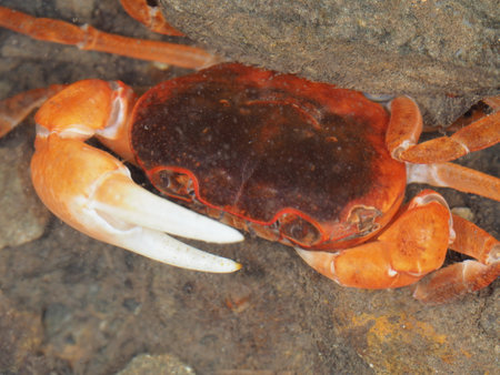 Crab on rock in the wild, closeup of photo.の写真素材
