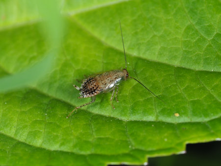 insect on green leaf in the wild nature or in the garden