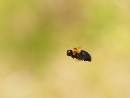 Carpenter bee flying in natureの写真素材