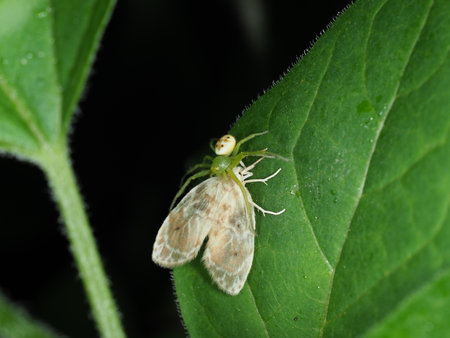 Spider eating moth on leaf in wild nature. photo closeupの写真素材
