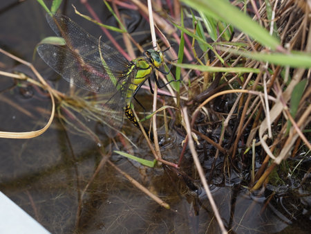 egg-laying dragonfly