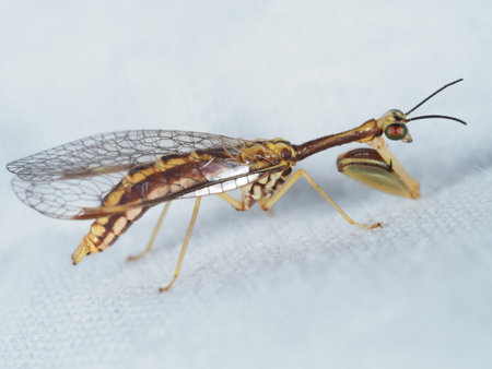 Image of brown insect (Mantis religiosa) on white fabric background. Insect Animalの写真素材