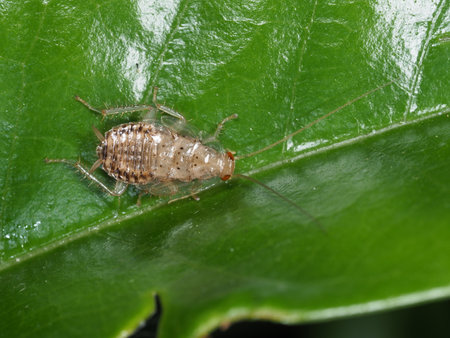 Image of insect on green leaf.