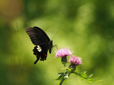 Butterfly on a thistle flower (Papilio machaon)の写真素材