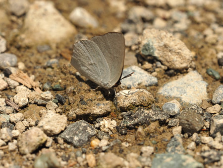 butterfly on the ground. close-up of a butterflyの写真素材