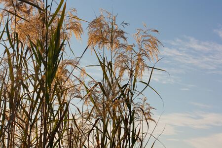 wheat grass and sky