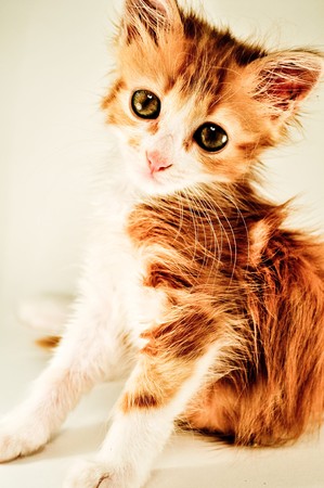 portrait of red-haired kitten posingの写真素材