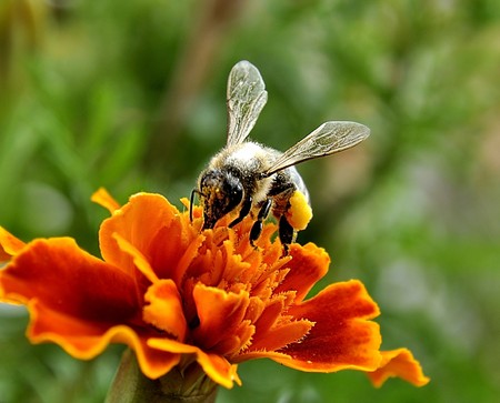 bee gathering pollen on flower