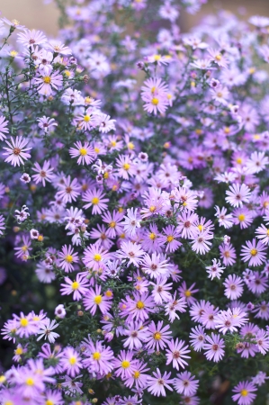 Beautiful garden flowers, natural backgroundの写真素材
