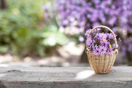 Bright purple flowers in a basketの写真素材