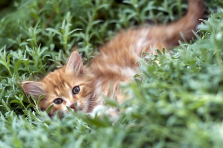 Adorable kitten hiding in the grassの写真素材