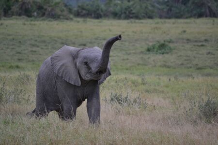 baby elephant walkingの写真素材