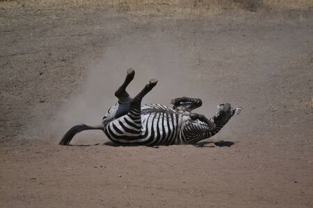 zebra rolling on the groundの写真素材