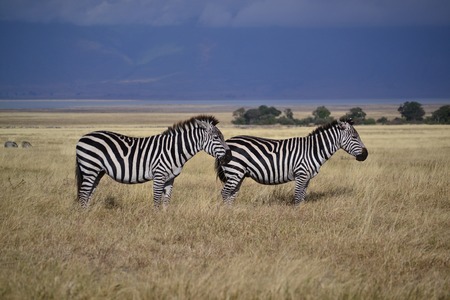 two zebras in profileの写真素材