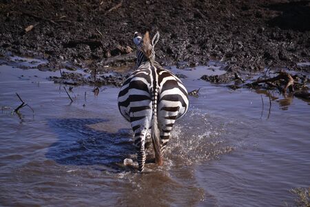 Zebra standing in the mudの写真素材