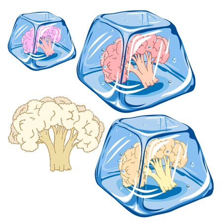 Vector Frozen Cauliflower in ice cube isolated on white backdrop EPS 8のイラスト素材