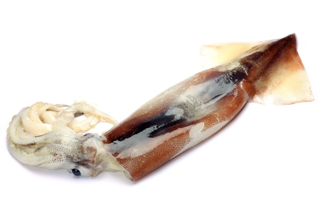 cuttlefish