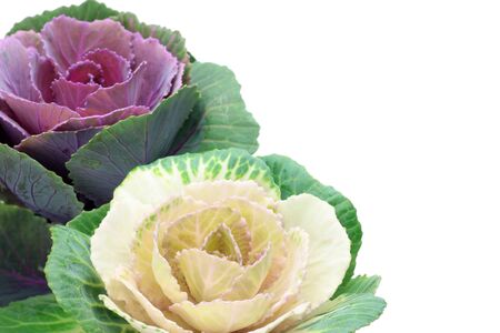 ornamental cabbageの写真素材